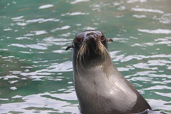 Neu dekorierter junger Seelöwe