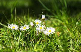 Daisies in the meadow by Frank Herrmann