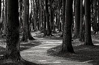Forest van Frank Herrmann thumbnail