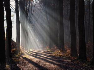 Zonneharp. van Bart Ceuppens