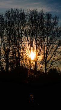 Herfstzon door de bomen