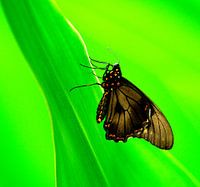 Papillon dans un jardin tropical 2