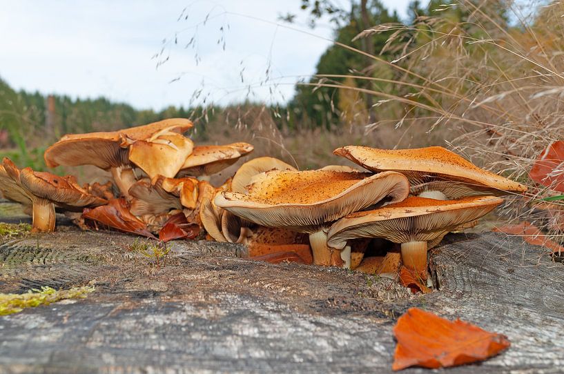 Honey mushrooms by Michael Schuppich