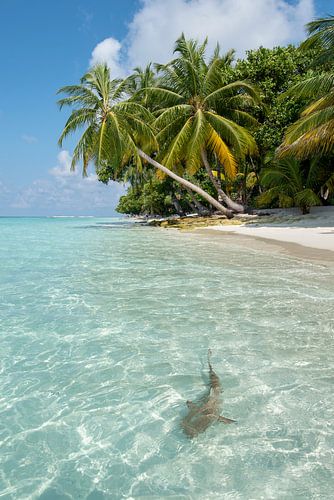Baby shark in blue sea by Laura Vink