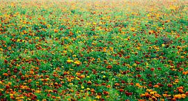 Field with sweet peppers by Peter de Kievith Fotografie