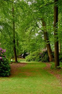 Un chemin herbeux entre les arbres