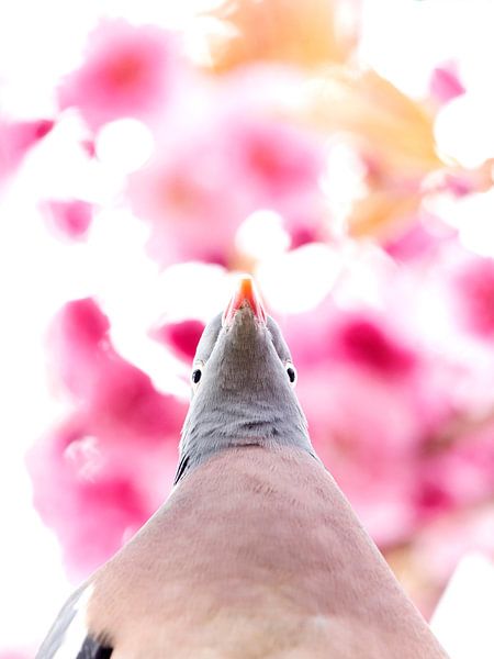 Wood pigeon in cherry tree by Ruurd Jelle Van der leij