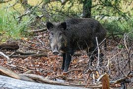 Das Wildschwein von Merijn Loch