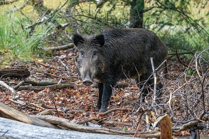 The Wild Boar by Merijn Loch