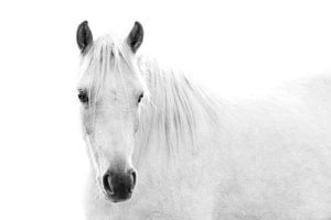 Lumineuze Zuiverheid - High-Key Paardenportret - paard - pony van Femke Ketelaar