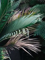Moody, botanical print of tropical palm leaves