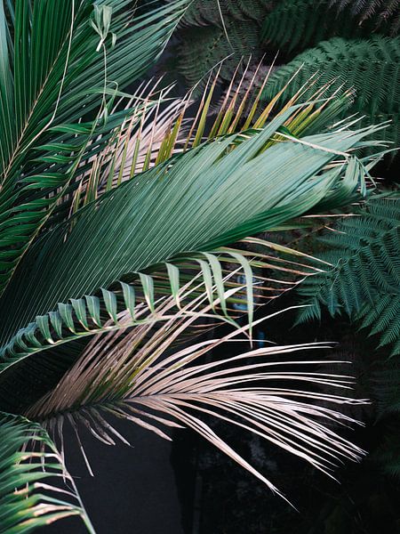 timmungsvoller, botanischer Druck tropischer Palmblätter von Raisa Zwart