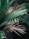 timmungsvoller, botanischer Druck tropischer Palmblätter von Raisa Zwart Miniaturansicht