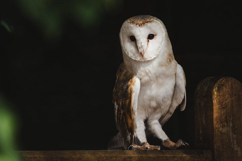 Majestic Owl by Hello Pompoyo