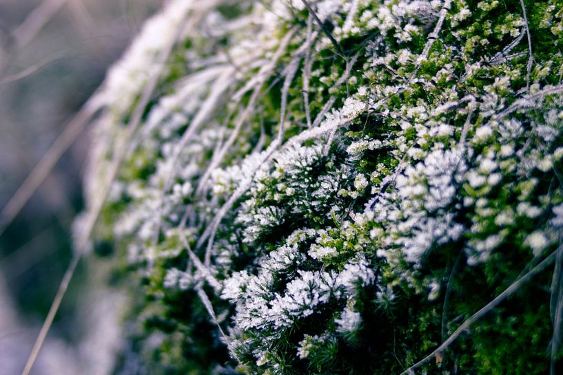 Winters moss by Milou VDB