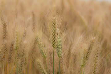 Céréales, presque prêtes à être récoltées sur Ans Bastiaanssen