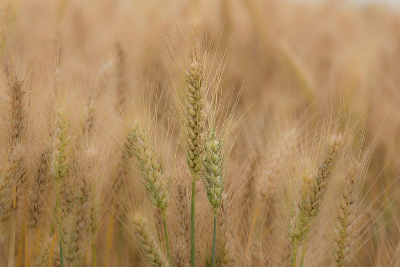 Getreide, fast reif für die Ernte von Ans Bastiaanssen