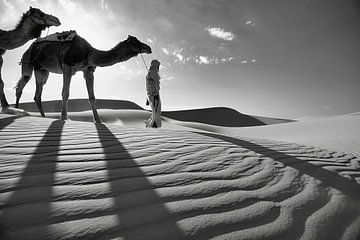 Sahara-Wüste. Beduinen mit Kamel.