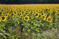 Veld van zonnebloemen
