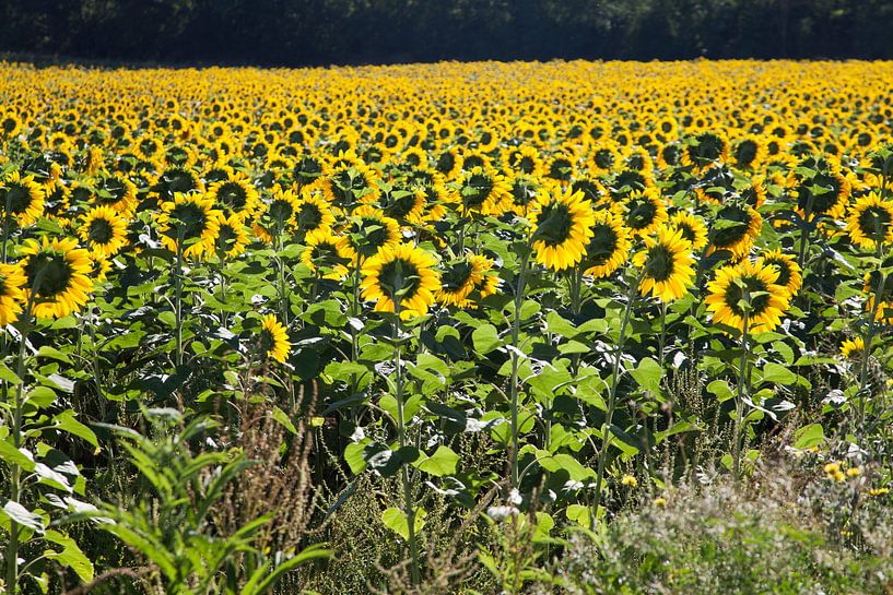 Veld van zonnebloemen von Daan Ruijter
