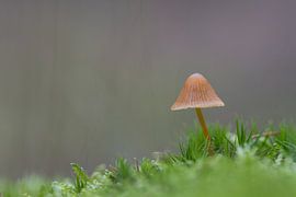 Kleiner rotbrauner Pilz im Moos von Dagmar Hijmans