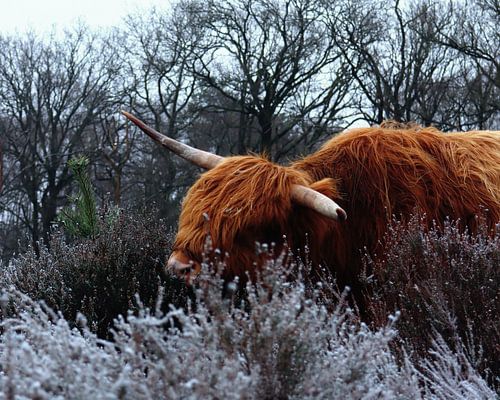 Un highlander écossais dans les landes. sur The Art Page Of MG