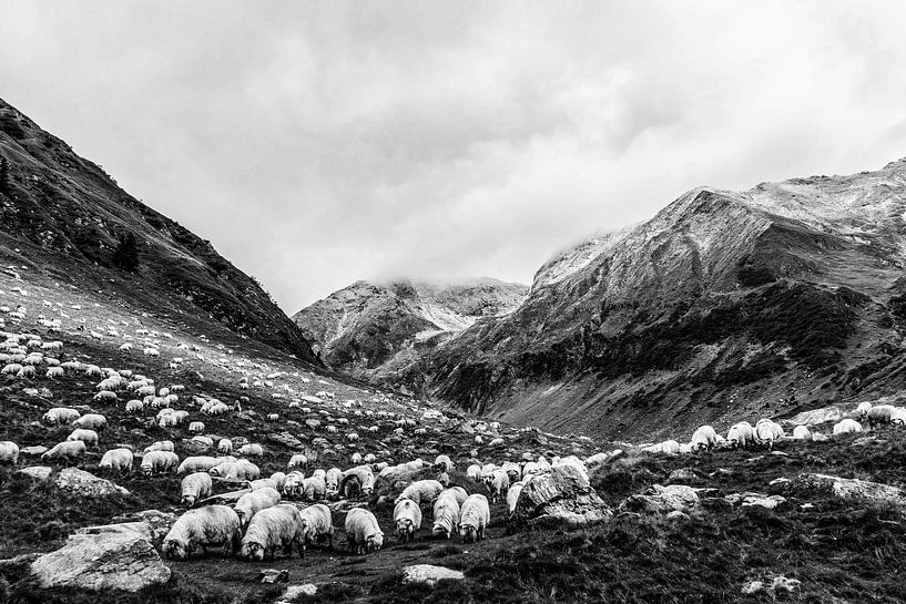 Grazing Sheep by Walljar