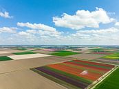 Tulpen in landbouwvelden tijdens de lente van bovenaf gezien van Sjoerd van der Wal Fotografie thumbnail