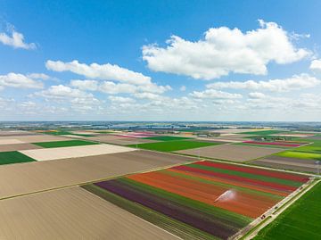 Tulpen in landbouwvelden tijdens de lente van bovenaf gezien van Sjoerd van der Wal Fotografie