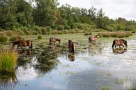 een groep bruine paarden in een ven in het fochteloerveen in drenthe van ChrisWillemsen thumbnail