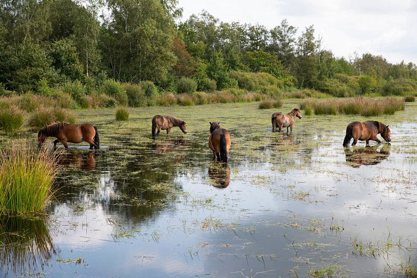een groep bruine paarden in een ven in het fochteloerveen in drenthe van ChrisWillemsen