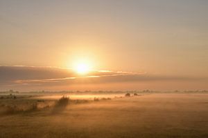 Rosée du matin sur Tessa van der Geer