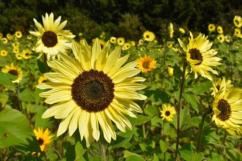 Een veld met bloeiende zonnebloemen