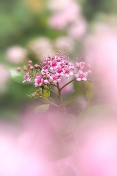 pink bokeh von Storms Brigitte