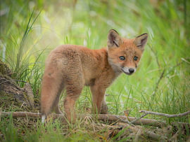 A little fox in the big wide world by Miriam van Dun