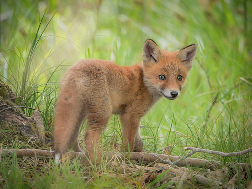 Un petit renard dans le grand monde