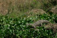 Wächter des Wassers - Krokodile an den Murchison Falls