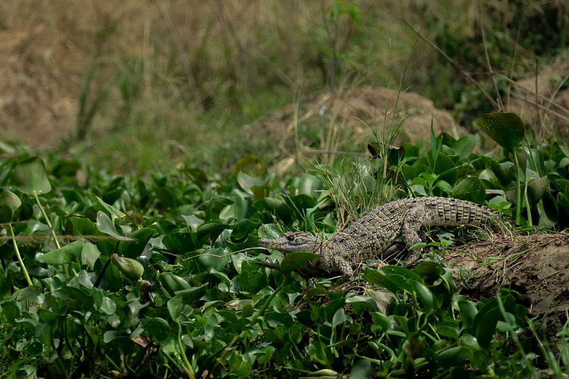 Guards of the water - Crocodiles at Murchison Falls by Rick Massar