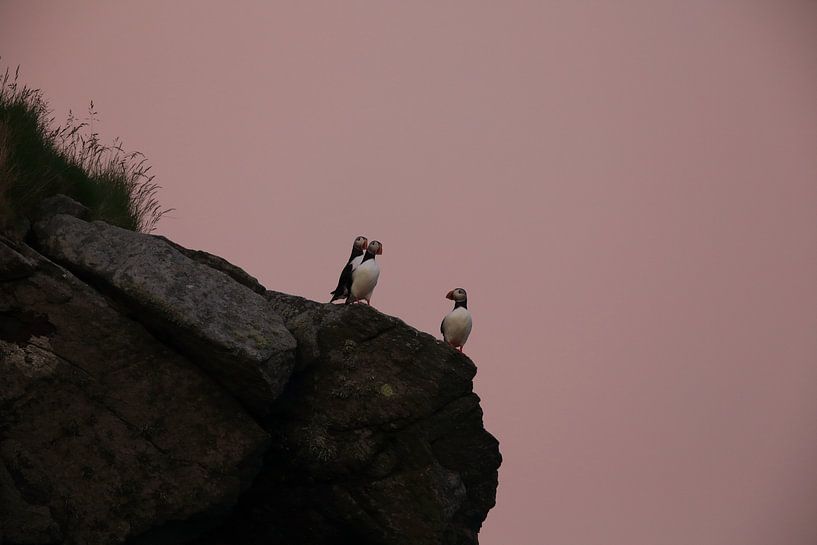 Macareux moine ou macareux moine, Fratercula arctica, Norvège par Frank Fichtmüller