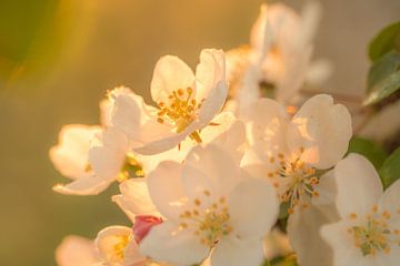 Blossom by Moetwil en van Dijk - Fotografie