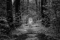 Licht in het bos van Marco Schep thumbnail