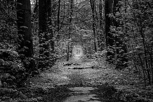 Licht in het bos van Marco Schep