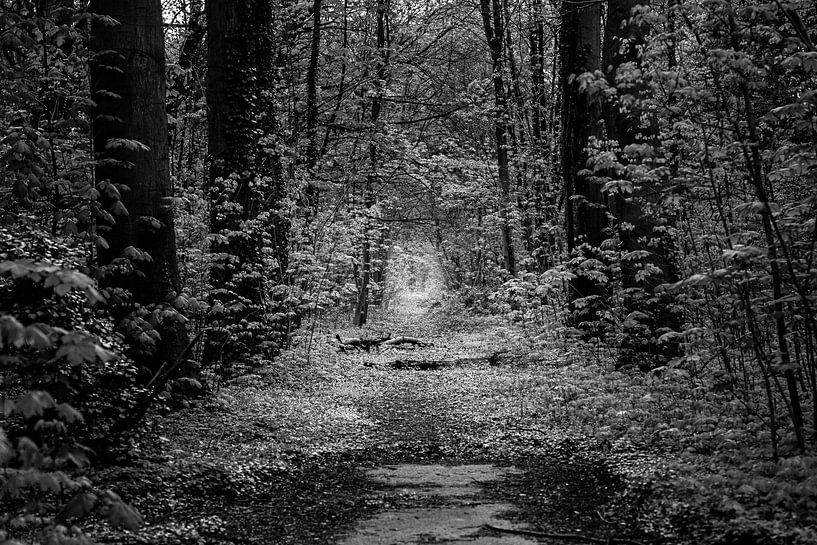 La lumière dans la forêt par Marco Schep