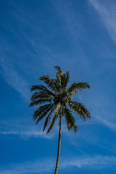 Een elegante palmboom in het paradijselijke Bali van Marcus PoD