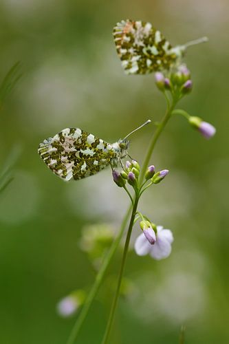 Rustende oranjetipjes