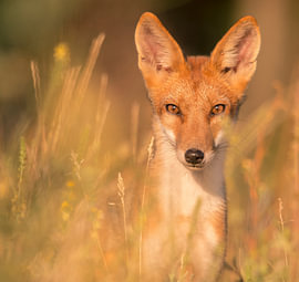 Red Fox on a Golden Path by MedvePhotography