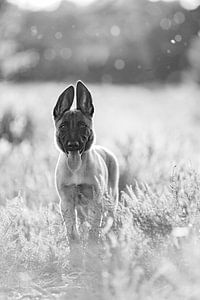 Chiot berger belge dans une belle bruyère fleurie pourpre.