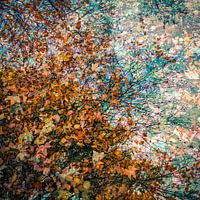 Leaves in all colors of autumn
