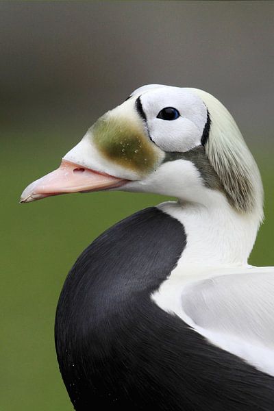Male Spectacled Eider (Somateria fischeri) by Beschermingswerk voor aan uw muur