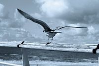 View of a Seagull